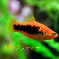 人気の！色々MIXプラティー💞稚魚✨メダカのお供に❣️