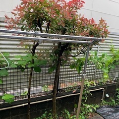 木
の画像