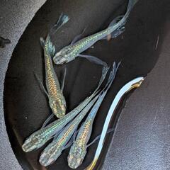 メダカ　緑光鰭長 　2ペア＋1