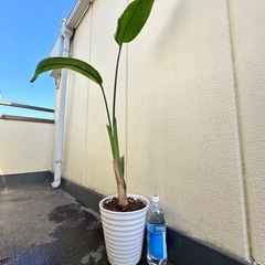 オーガスタ 高級感のある陶器鉢 観葉植物