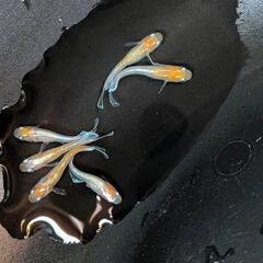 メダカ  レッドクリフ紅白  2ペア+1の画像