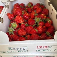 緊急値下げとちおとめ