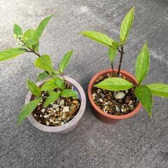 紫陽花　早咲き　挿し木苗