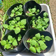 シソの苗【無料】植木鉢でも大丈夫！