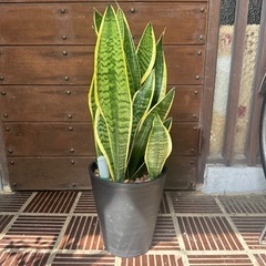 サンスベリア