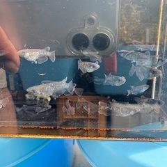曜変天目メダカの画像