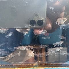 曜変天目メダカの画像