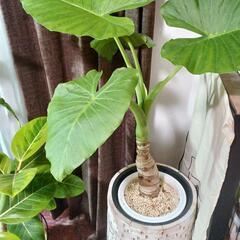 観葉植物　クワズイモ７号鉢