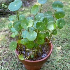 ウォーターマッシュルーム🌱めだかの水草1鉢