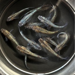 メダカお譲りします②
