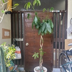 パキラ