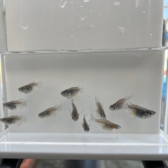 メダカお譲りします⑤