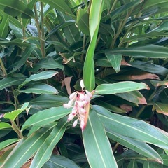 【もらってください】月桃の葉、花、茎　2025　春