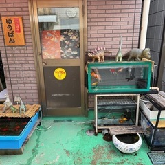 金魚　里親になります。まだまだ家族が増えてます。