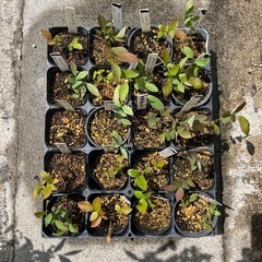 小さな挿し木のブルーベリー20ポットの画像