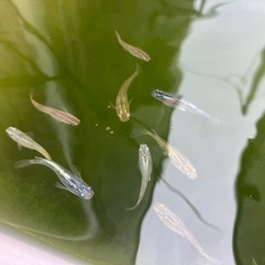 メダカミックス
