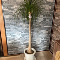観葉植物 ポニーテール 130cm