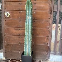柱サボテン
