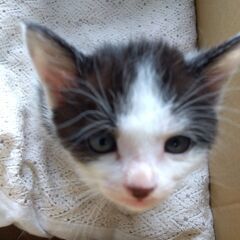 母猫と一緒に、子ねこ里親さん募集します🐈 − 神奈川県