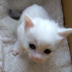 母猫と4匹の子ねこ里親さん募集します🐈