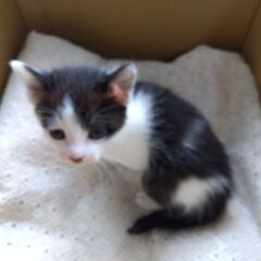 母猫と一緒に、子ねこ里親さん募集します🐈 - 猫