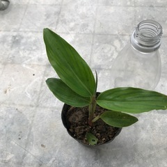 サンニンの苗の画像