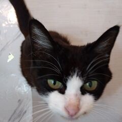 母猫と一緒に、子ねこ里親さん募集します🐈 - 里親募集