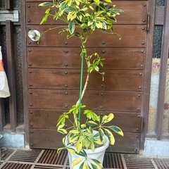 ハッピーイエロー