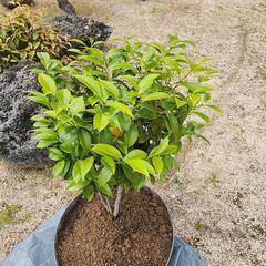 植木　サカキ？