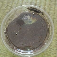 カブトムシ幼虫　10匹