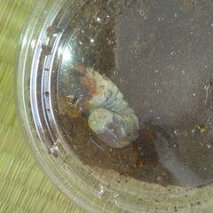 カブトムシ　クワガタ幼虫　10匹