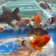 プラ舟等と金魚を交換します。