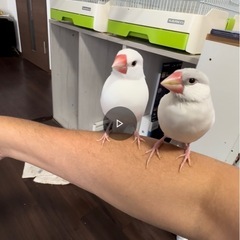 文鳥２羽 : 白文鳥、シルバー文鳥