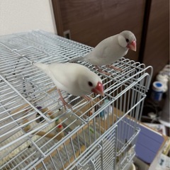 文鳥２羽 : 白文鳥、シルバー文鳥 - 姫路市