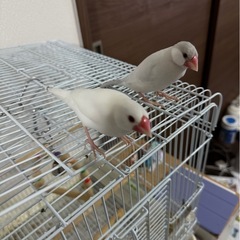 文鳥２羽 : 白文鳥、シルバー文鳥 - 里親募集