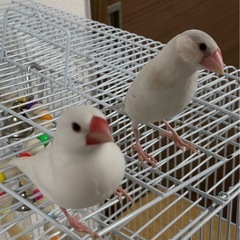文鳥２羽 : 白文鳥、シルバー文鳥 - その他