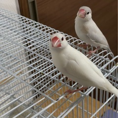 文鳥２羽 : 白文鳥、シルバー文鳥 − 兵庫県