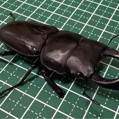 【B品】オオクワガタ♂（66.9mm）
