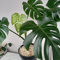 観葉植物　モンステラ