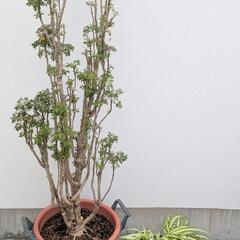 ポリシャス オリズルラン 2鉢セット 観葉植物  
