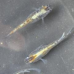 メダカ　トーピード（魚雷）　有精卵30個   