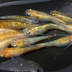 🍀メダカ🍀ユリシス③10匹　1000円