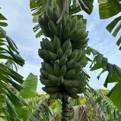  🍌ナムワバナナ🍌の画像