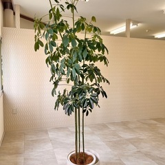 観葉植物鉢