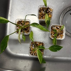 観葉植物　フィロデンドロン ジョセボーノ