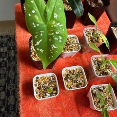 観葉植物　カラジウム ビコロール