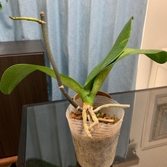 花芽つき胡蝶蘭