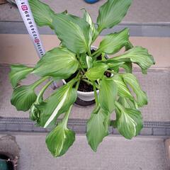 ギボウシ、陶器の鉢つきです。