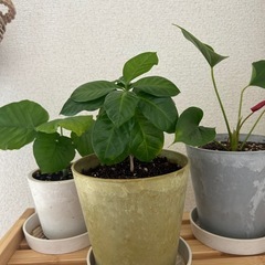 観葉植物セット。コーヒーの木、アンスリウム、ウンベラータ