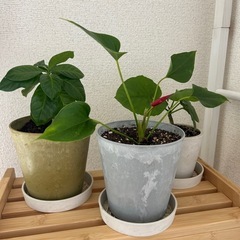観葉植物セット/コーヒーの木、アンスリウム